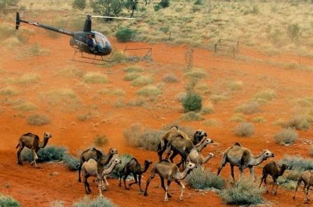 Mustering by helicopter, image H Boessem